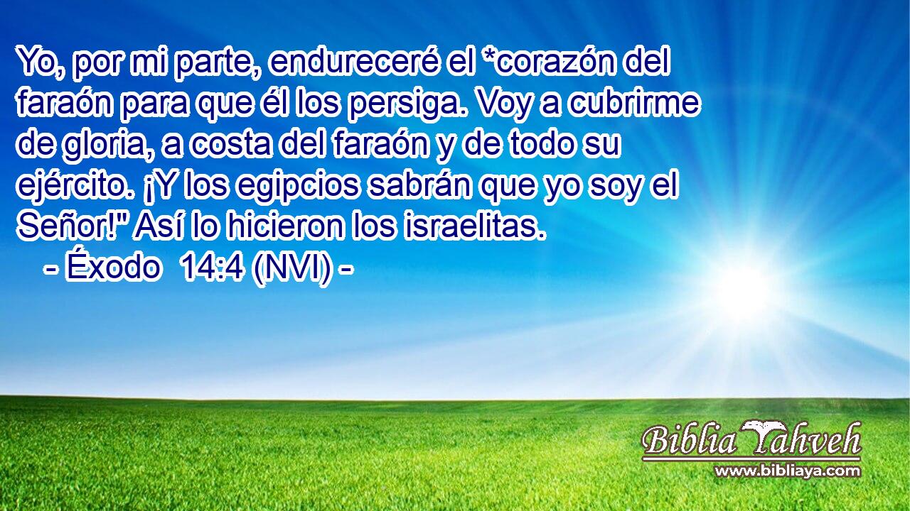  Yo, por mi parte, endureceré el *corazón del faraón para que él los persiga. Voy a cubrirme de gloria, a costa del faraón y de todo su ejército. ¡Y los egipcios sabrán que yo soy el Señor!
