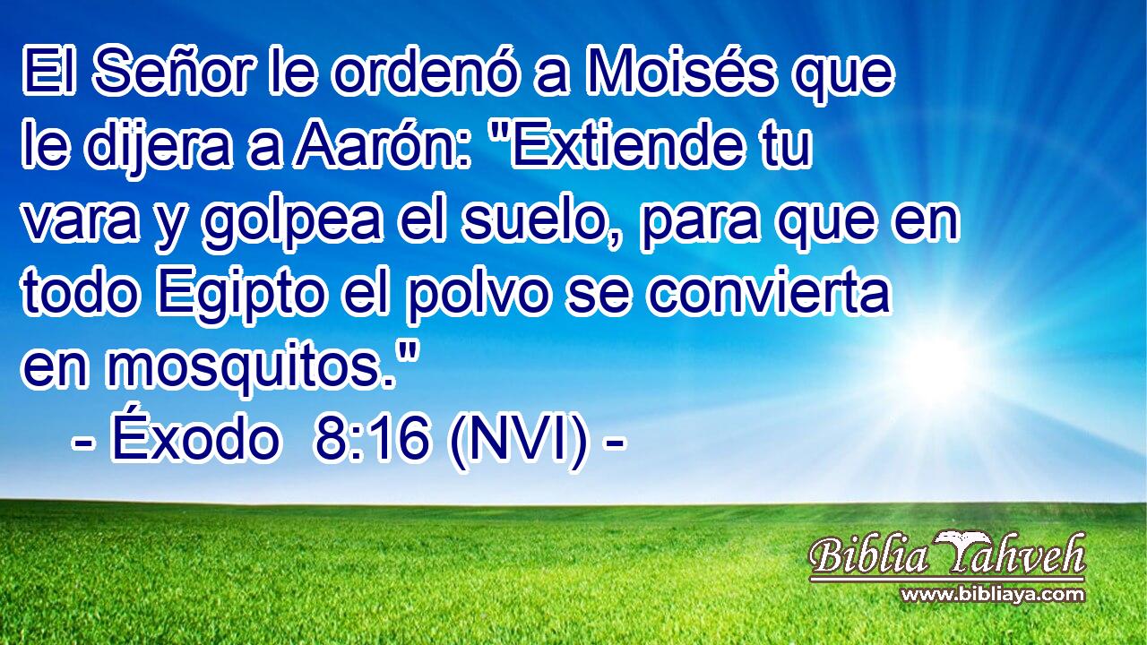  El Señor le ordenó a Moisés que le dijera a Aarón: 