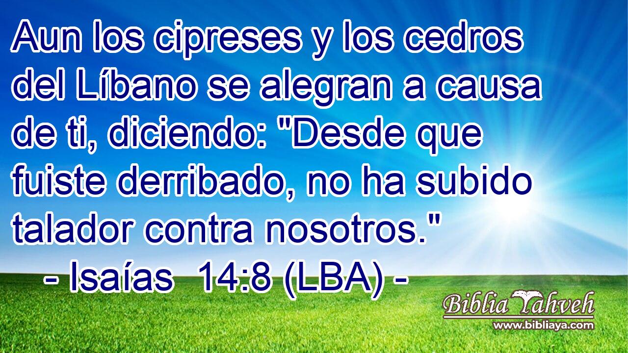 Aun los cipreses y los cedros del Líbano se alegran a causa de ti, diciendo: 