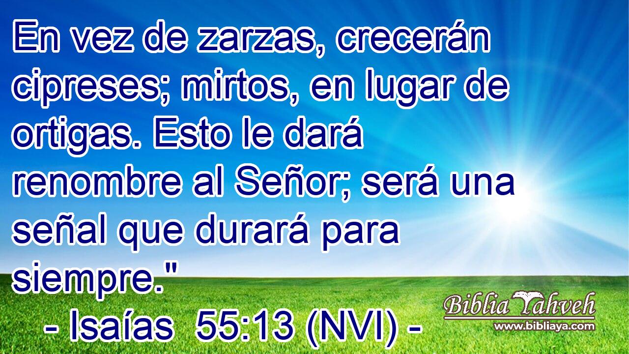  En vez de zarzas, crecerán cipreses; mirtos, en lugar de ortigas. Esto le dará renombre al Señor; será una señal que durará para siempre.