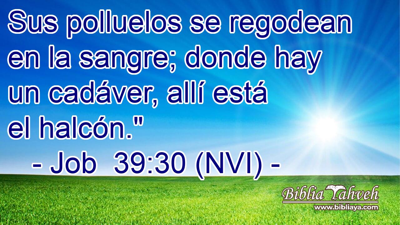  Sus polluelos se regodean en la sangre; donde hay un cadáver, allí está el halcón.