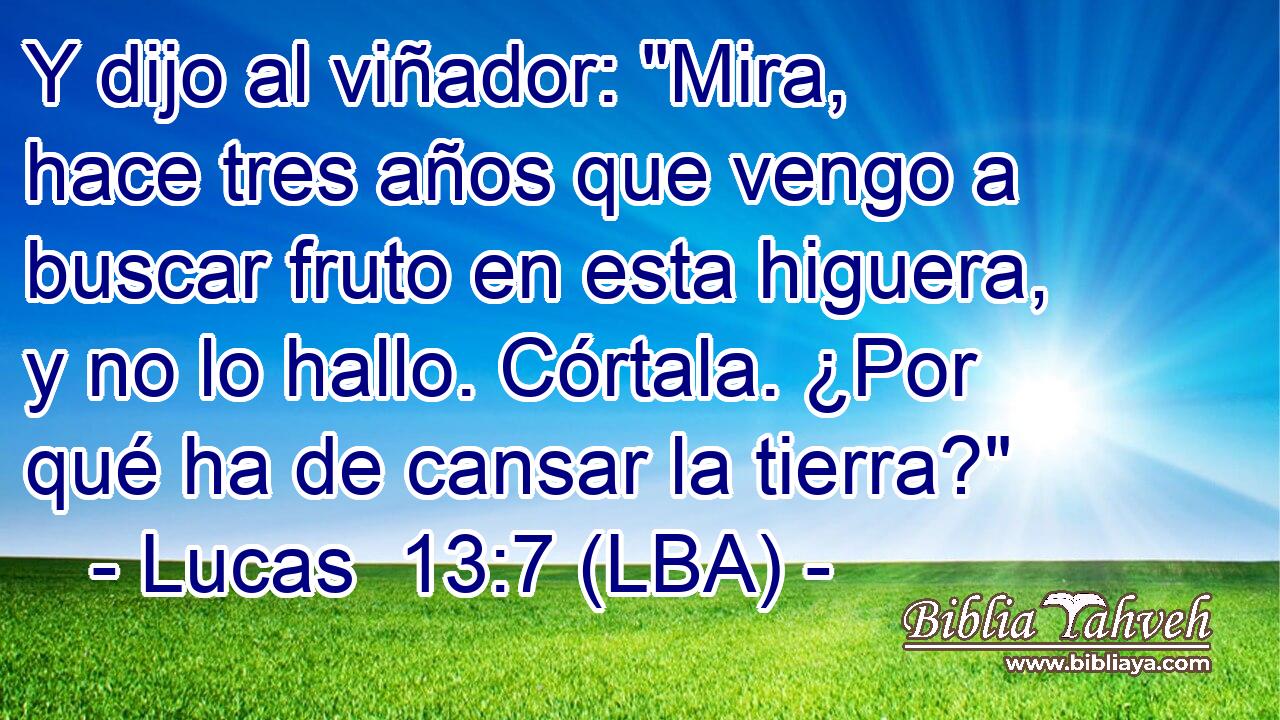 Y dijo al viñador: 