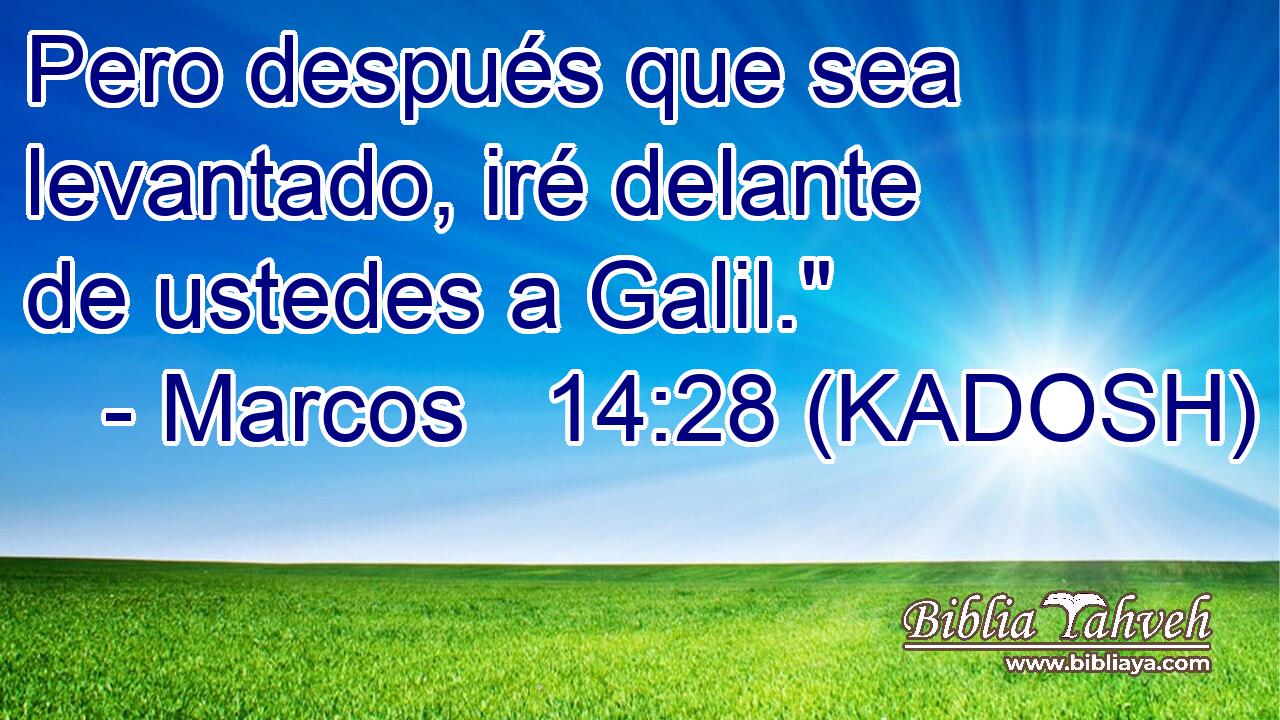  Pero después que sea levantado, iré delante de ustedes a Galil.